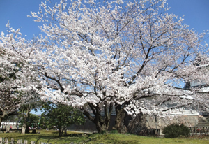 金沢桜.jpg